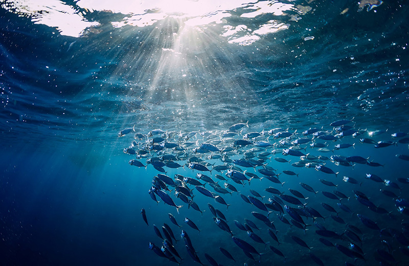 海と魚