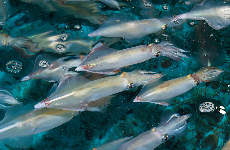 魚