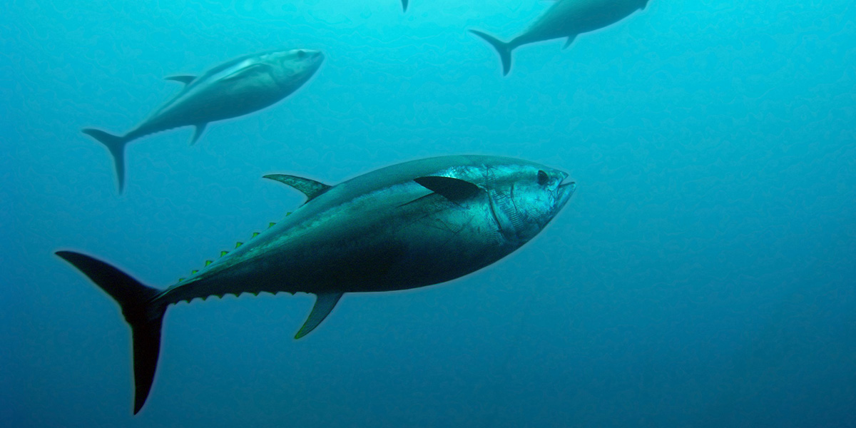 マグロが泳いでいる様子